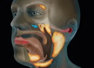 Scientists accidentally discovered a new organ in the human body