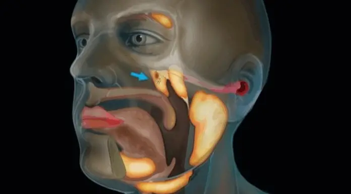 Scientists accidentally discovered a new organ in the human body