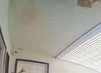 Caught on Camera: Suspect Attacks Cop, Instant Karma Follows