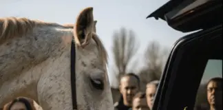 At the funeral, a white horse appeared as the coffin was loaded — what happened next left everyone in tears