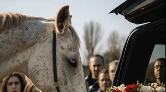 At the funeral, a white horse appeared as the coffin was loaded — what happened next left everyone in tears