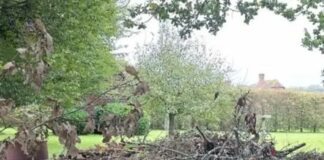 Can you spot the hidden dog? Only people with eagle eyesight can!