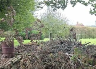 Can you spot the hidden dog? Only people with eagle eyesight can!