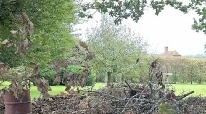 Can you spot the hidden dog? Only people with eagle eyesight can!