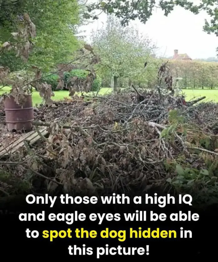 HIDDEN DOG