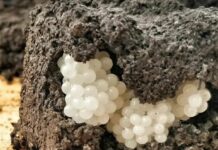 I found something strange in the yard – white, round balls: I was horrified when I realized what it was