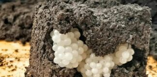 I found something strange in the yard – white, round balls: I was horrified when I realized what it was