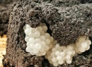 I found something strange in the yard – white, round balls: I was horrified when I realized what it was