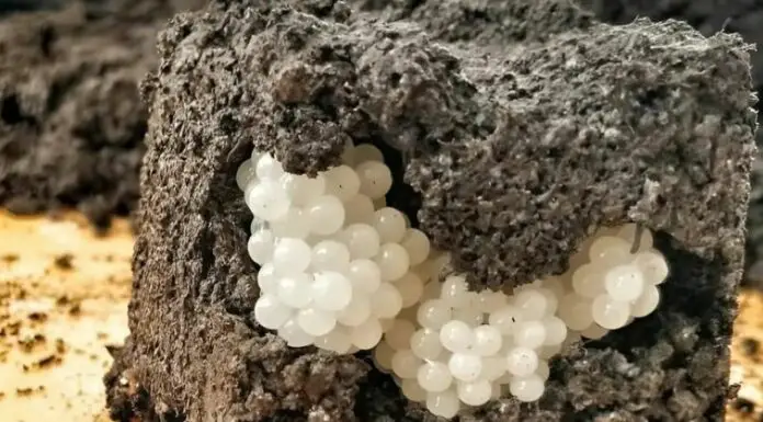 I found something strange in the yard – white, round balls: I was horrified when I realized what it was