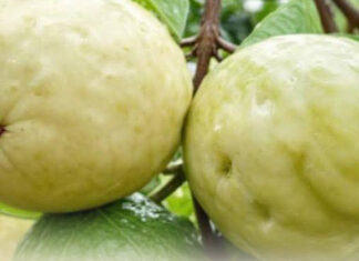 Discover the power of this miracle fruit