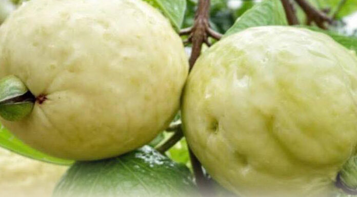 Discover the power of this miracle fruit