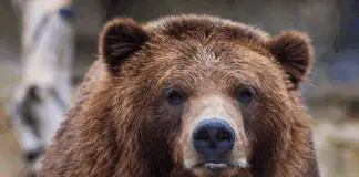 Bear Caesar freed after years in cruel torture vest