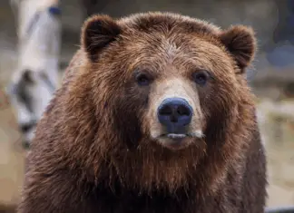 Bear Caesar freed after years in cruel torture vest