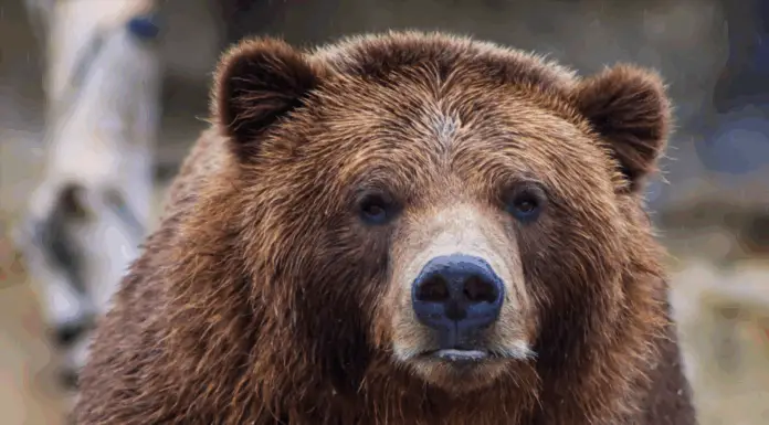 Bear Caesar freed after years in cruel torture vest
