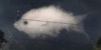 Optical illusion: What you see first reveals something important about your personality