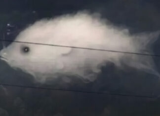 Optical illusion: What you see first reveals something important about your personality