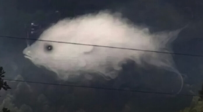 Optical illusion: What you see first reveals something important about your personality