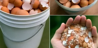 Boil eggshells and say goodbye to the …