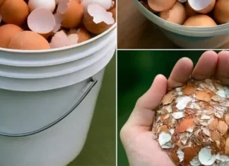 Boil eggshells and say goodbye to the …