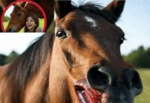 When the Horse Turned Deadly