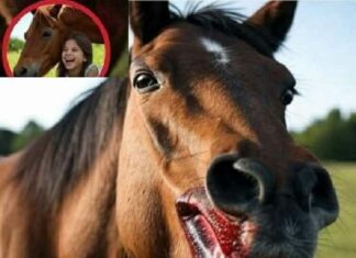 When the Horse Turned Deadly