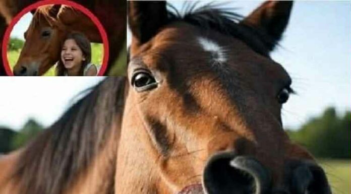 When the Horse Turned Deadly