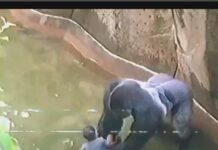 Inside the Debate: What Really Happened in Harambe’s Last Moments at the Cincinnati Zoo