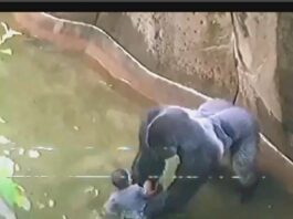 Inside the Debate: What Really Happened in Harambe’s Last Moments at the Cincinnati Zoo