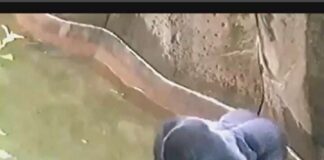 Inside the Debate: What Really Happened in Harambe’s Last Moments at the Cincinnati Zoo