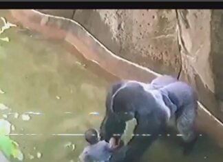 Inside the Debate: What Really Happened in Harambe’s Last Moments at the Cincinnati Zoo