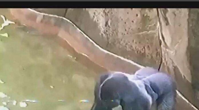 Inside the Debate: What Really Happened in Harambe’s Last Moments at the Cincinnati Zoo