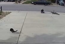 A camera set up for a disabled cat captures something unexpected