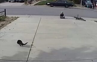 A camera set up for a disabled cat captures something unexpected