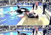 Tragedy at Sea Show: Star Orca Neptune Turns on Trainer Mid-Performance