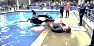 Tragedy at Sea Show: Star Orca Neptune Turns on Trainer Mid-Performance