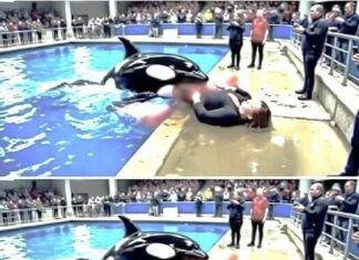 Tragedy at Sea Show: Star Orca Neptune Turns on Trainer Mid-Performance