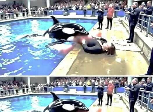 Tragedy at Sea Show: Star Orca Neptune Turns on Trainer Mid-Performance