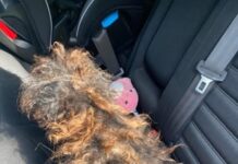 Covered by the tangles of fur