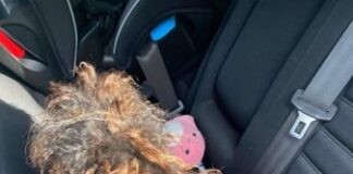 Covered by the tangles of fur