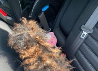 Covered by the tangles of fur