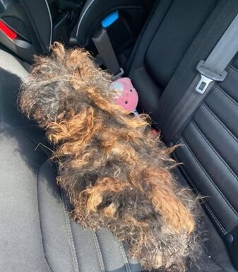 Covered by the tangles of fur