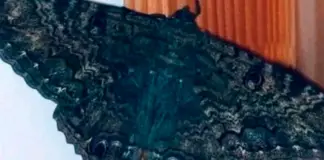 What it means when black butterflies visit your home