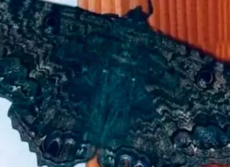 What it means when black butterflies visit your home