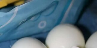 The Breakfast Dilemma: Choosing Between Boiled and Fried Eggs