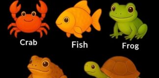 What your pick in a simple ‘odd one out’ quiz says about your thinking style and what your brain prioritizes