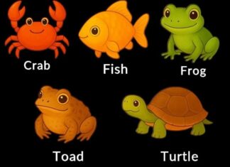 What your pick in a simple ‘odd one out’ quiz says about your thinking style and what your brain prioritizes