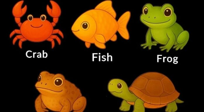 What your pick in a simple ‘odd one out’ quiz says about your thinking style and what your brain prioritizes