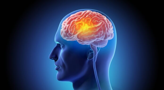 New research reveals key brain development changes before birth may influence the risk of autism and schizophrenia