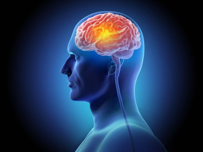 New research reveals key brain development changes before birth may influence the risk of autism and schizophrenia