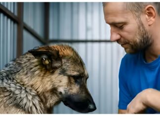 A man adopted the most feared dog from a shelter—and soon shook the whole neighborhood